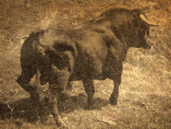 CLARASIERRA, VERGEL DE AMÉRICA