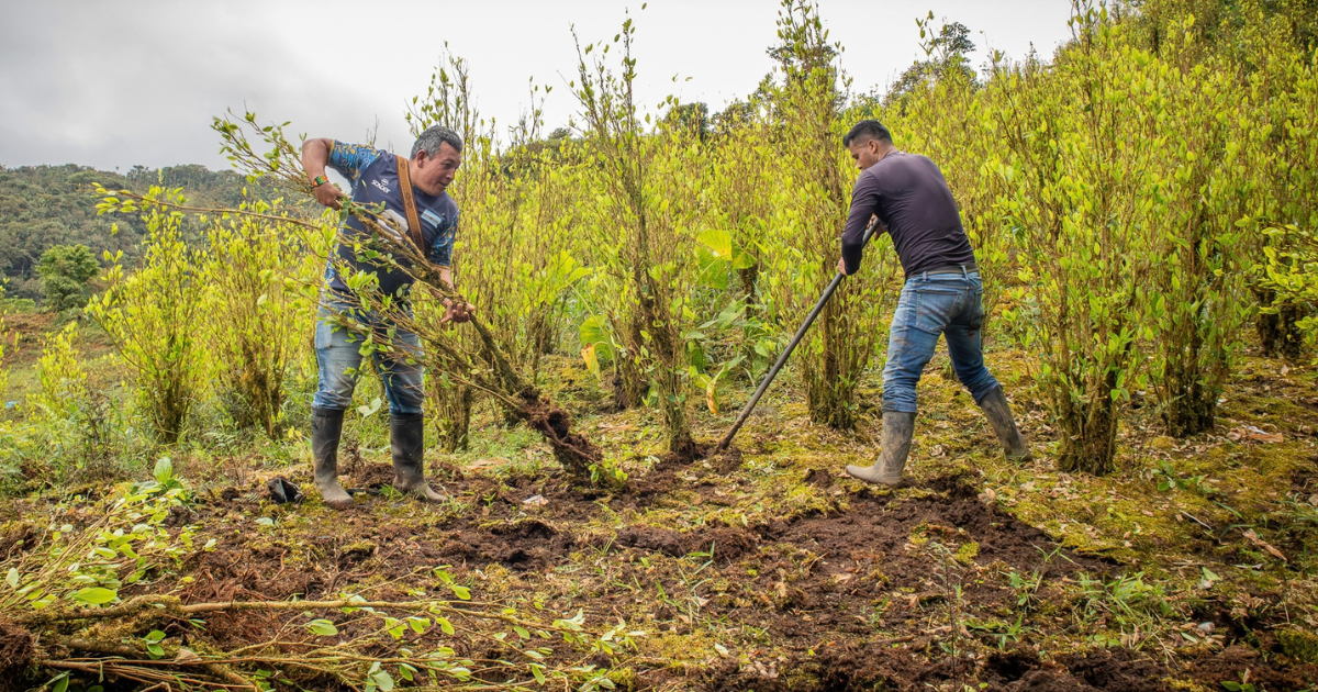 Fumigar la coca: cuando el Estado insiste durante décadas en la solución ineficaz